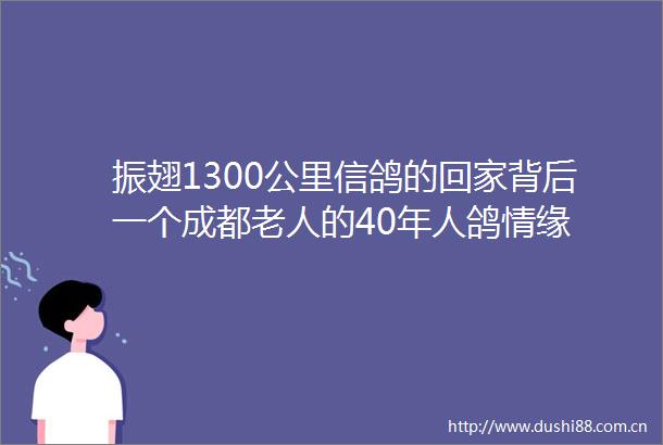 振翅1300公里信鸽的回家背后一个成都老人的40年人鸽情缘
