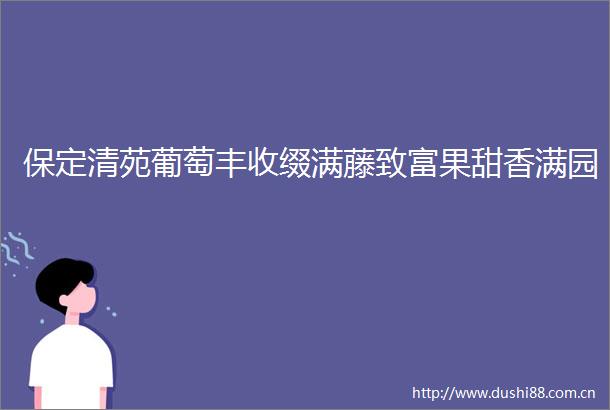 保定清苑葡萄丰收缀满藤致富果甜香满园