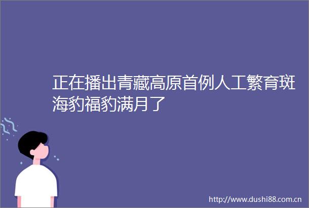 正在播出青藏高原首例人工繁育斑海豹福豹满月了