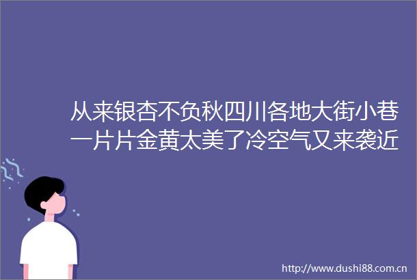 从来银杏不负秋四川各地大街小巷一片片金黄太美了冷空气又来袭近20个省会级城市降温超10℃东北或再遭特大暴雪