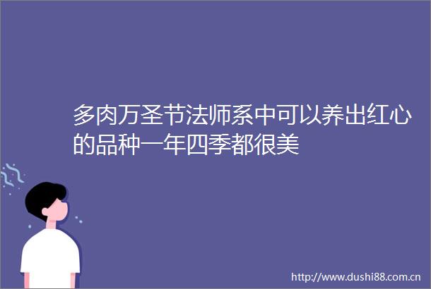 多肉万圣节法师系中可以养出红心的品种一年四季都很美