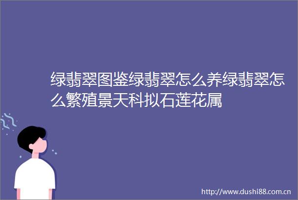 绿翡翠图鉴绿翡翠怎么养绿翡翠怎么繁殖景天科拟石莲花属