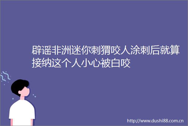 辟谣非洲迷你刺猬咬人涂刺后就算接纳这个人小心被白咬