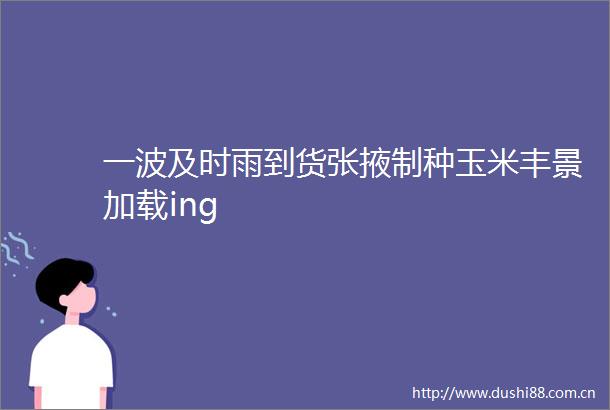 一波及时雨到货张掖制种玉米丰景加载ing