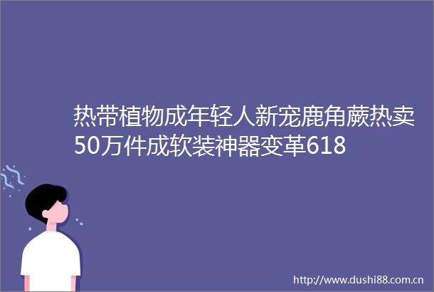 热带植物成年轻人新宠鹿角蕨热卖50万件成软装神器变革618
