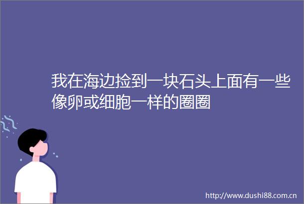 我在海边捡到一块石头上面有一些像卵或细胞一样的圈圈
