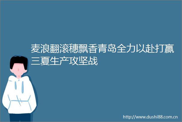 麦浪翻滚穗飘香青岛全力以赴打赢三夏生产攻坚战
