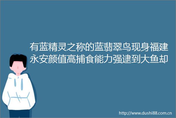 有蓝精灵之称的蓝翡翠鸟现身福建永安颜值高捕食能力强逮到大鱼却犯难