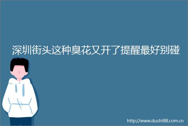 深圳街头这种臭花又开了提醒最好别碰