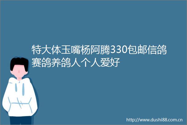 特大体玉嘴杨阿腾330包邮信鸽赛鸽养鸽人个人爱好