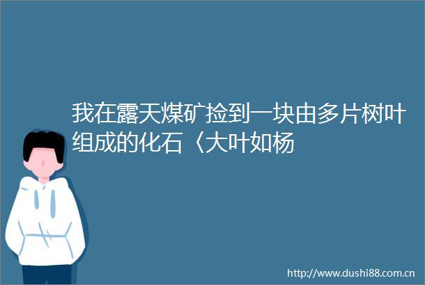 我在露天煤矿捡到一块由多片树叶组成的化石〈大叶如杨