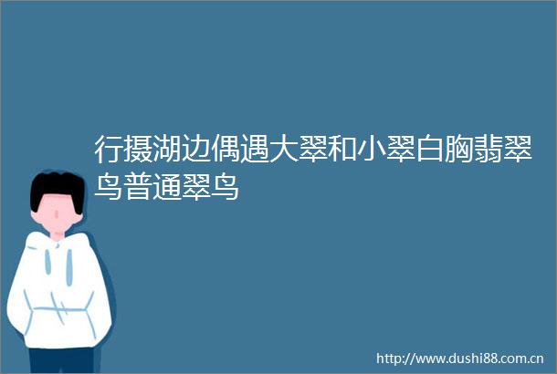 行摄湖边偶遇大翠和小翠白胸翡翠鸟普通翠鸟