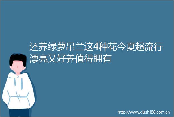 还养绿萝吊兰这4种花今夏超流行漂亮又好养值得拥有