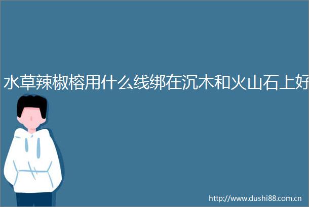 水草辣椒榕用什么线绑在沉木和火山石上好