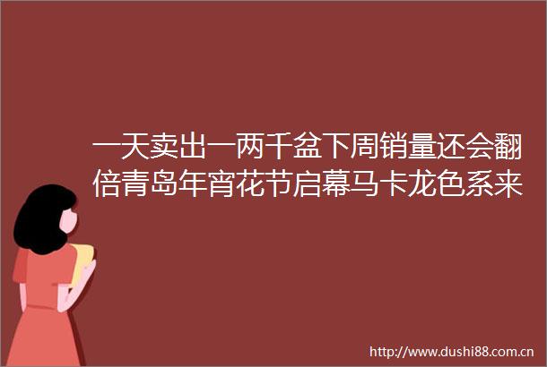 一天卖出一两千盆下周销量还会翻倍青岛年宵花节启幕马卡龙色系来袭