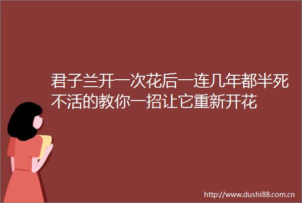 君子兰开一次花后一连几年都半死不活的教你一招让它重新开花