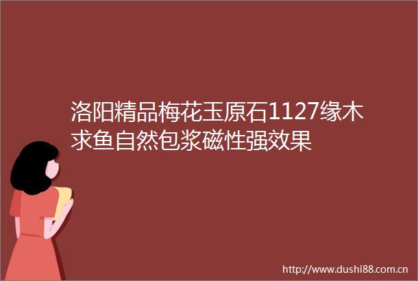 洛阳精品梅花玉原石1127缘木求鱼自然包浆磁性强效果