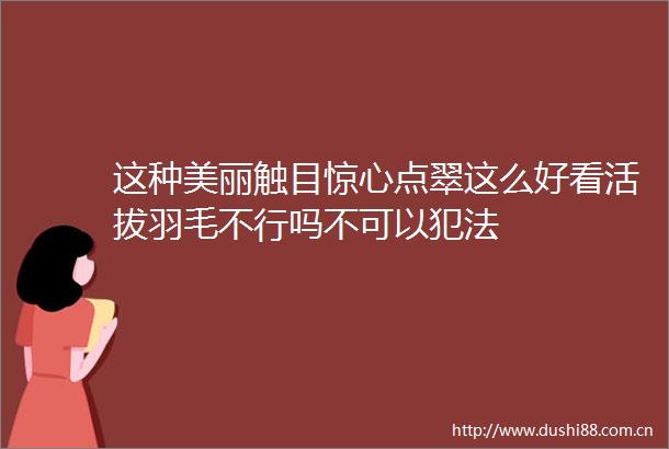 这种美丽触目惊心点翠这么好看活拔羽毛不行吗不可以