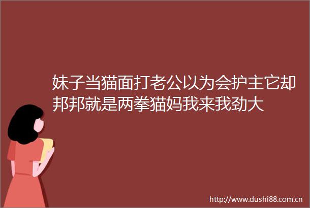 妹子当猫面打老公以为会护主它却邦邦就是两拳猫妈我来我劲大