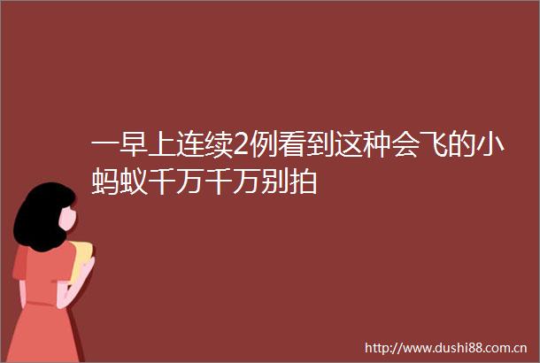 一早上连续2例看到这种会飞的小蚂蚁千万千万别拍