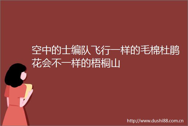 空中的士编队飞行一样的毛棉杜鹃花会不一样的梧桐山