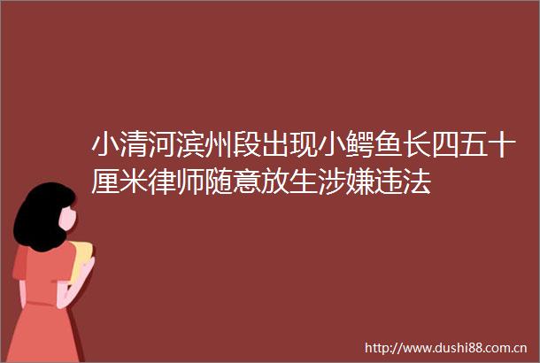 小清河滨州段出现小鳄鱼长四五十厘米律师随意放生
