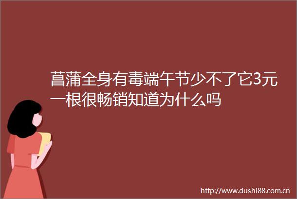 菖蒲全身有毒端午节少不了它3元一根很畅销知道为什么吗