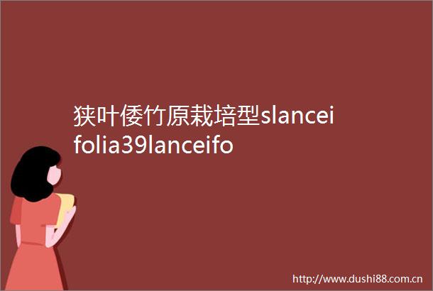 狭叶倭竹原栽培型slanceifolia39lanceifolia39