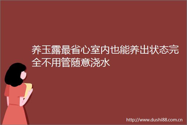 养玉露最省心室内也能养出状态完全不用管随意浇水