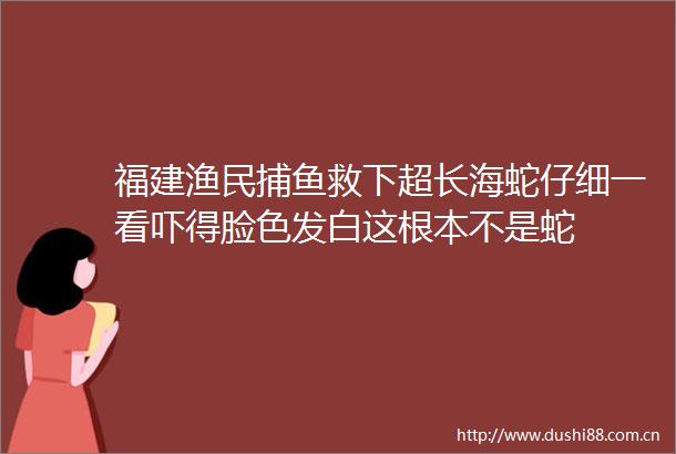 福建渔民捕鱼救下超长海蛇仔细一看吓得脸色发白这根本不是蛇
