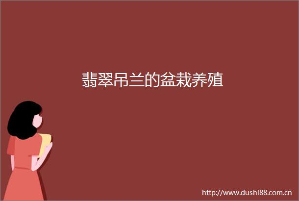 翡翠吊兰的盆栽养殖