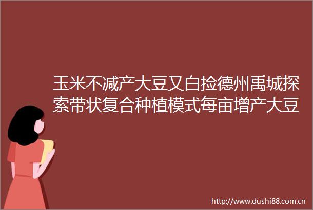 玉米不减产大豆又白捡德州禹城探索带状复合种植模式每亩增产大豆200多斤
