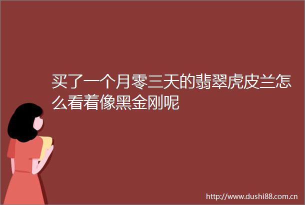 买了一个月零三天的翡翠虎皮兰怎么看着像黑金刚呢