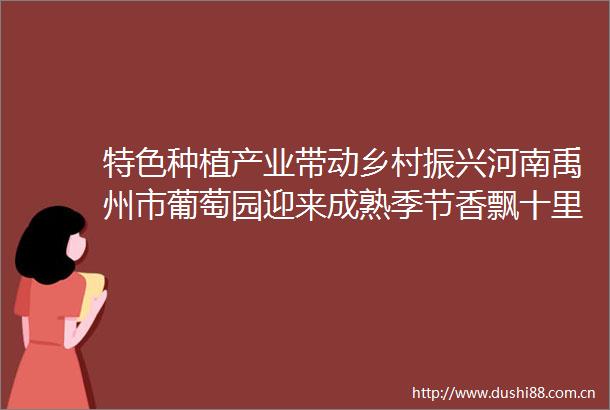 特色种植产业带动乡村振兴河南禹州市葡萄园迎来成熟季节香飘十里