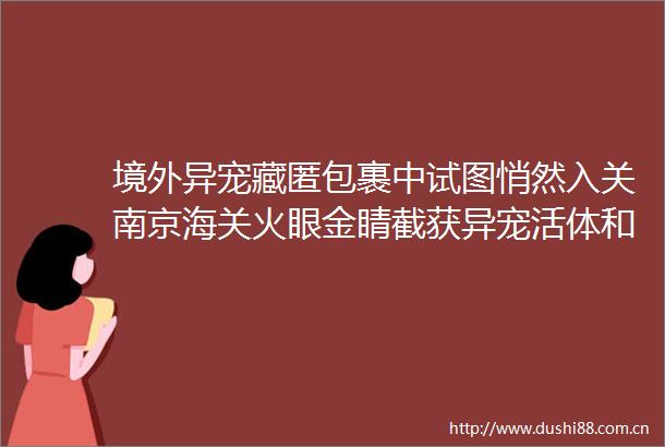 境外异宠藏匿包裹中试图悄然入关南京海关火眼金睛截获异宠活体和标本1545个