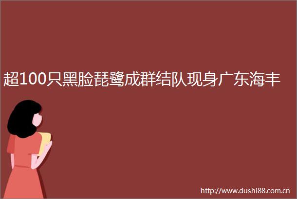 超100只黑脸琵鹭成群结队现身广东海丰