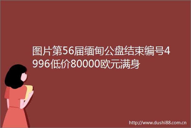 图片第56届缅甸公盘结束编号4996低价80000欧元满身