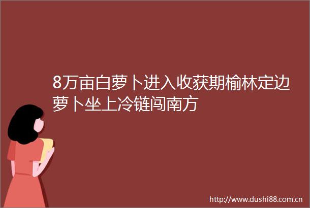 8万亩白萝卜进入收获期榆林定边萝卜坐上冷链闯南方