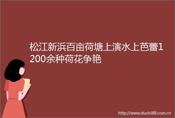 松江新浜百亩荷塘上演水上芭蕾1200余种荷花争艳
