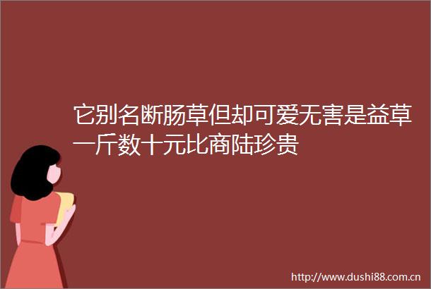 它别名断肠草但却可爱无害是益草一斤数十元比商陆珍贵