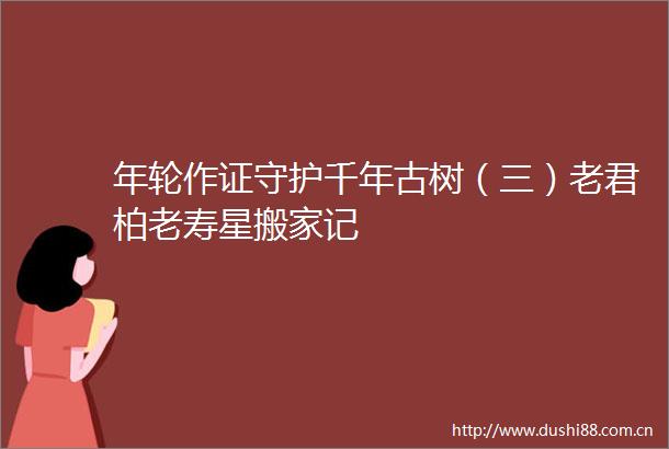 年轮作证守护千年古树（三）老君柏老寿星搬家记