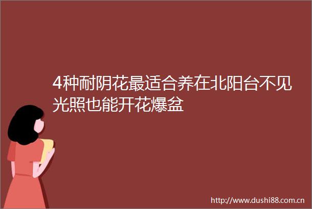 4种耐阴花最适合养在北阳台不见光照也能开花爆盆