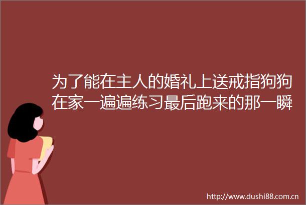 为了能在主人的婚礼上送戒指狗狗在家一遍遍练习最后跑来的那一瞬间让人感动