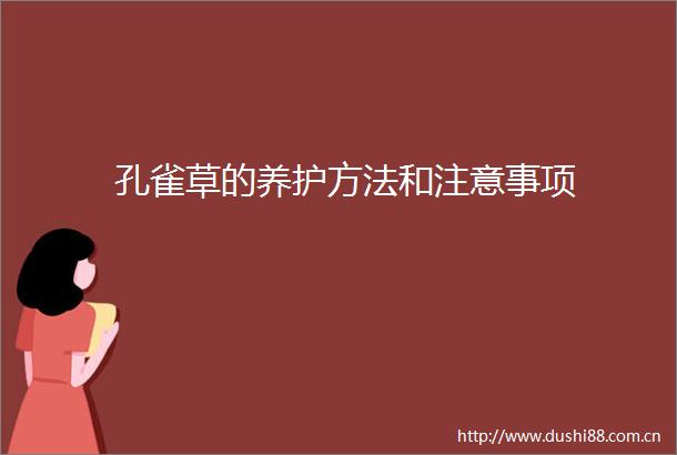 孔雀草的养护方法和注意事项