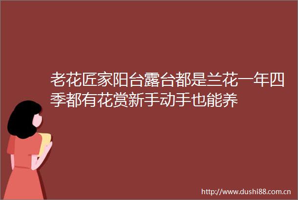 老花匠家阳台露台都是兰花一年四季都有花赏新手动手也能养