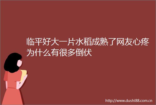 临平好大一片水稻成熟了网友心疼为什么有很多倒伏