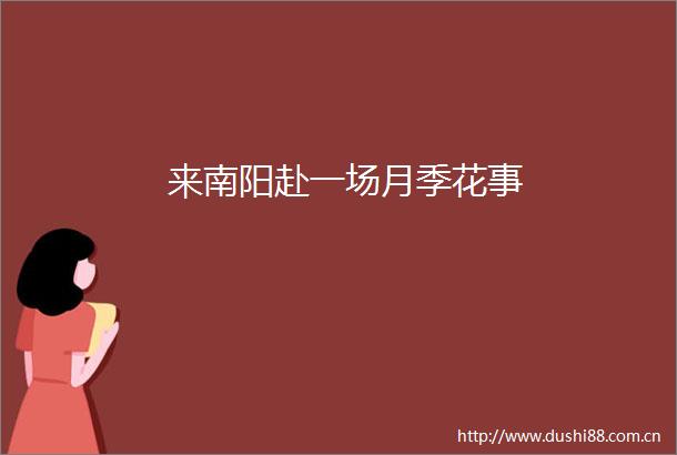 来南阳赴一场月季花事