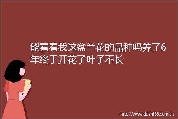 能看看我这盆兰花的品种吗养了6年终于开花了叶子不长