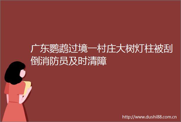 广东鹦鹉过境一村庄大树灯柱被刮倒消防员及时清障
