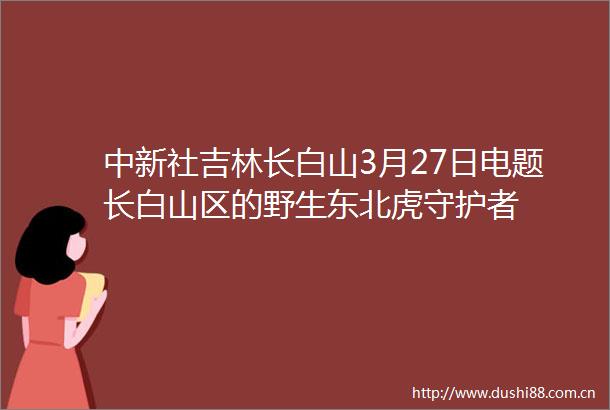中新社吉林长白山3月27日电题长白山区的野生东北虎守护者